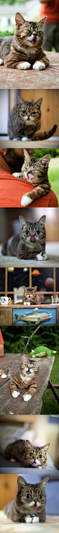 Lil' Bub是一只没有牙齿的猫咪,只能一直吐着舌头(ΦωΦ)