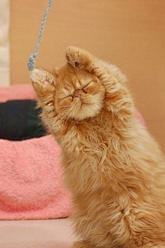 小李y采集到cat