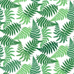 蕨类,叶子,式样,清新,壁纸,植物群,枝繁叶茂,自然美,植物,绘制
