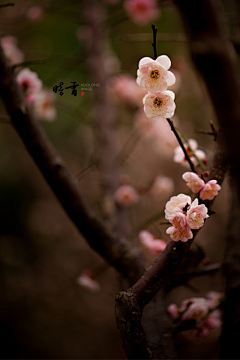 收集就等于画了吗采集到花花