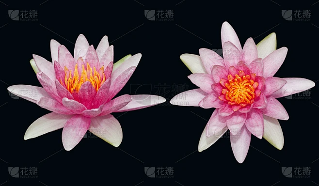 美丽的粉红莲花孤立