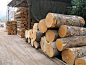 供应欧洲榉木原木刨片级_材料素材集 _木头采下来 #率叶插件_率叶插件