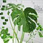 Voxel plants