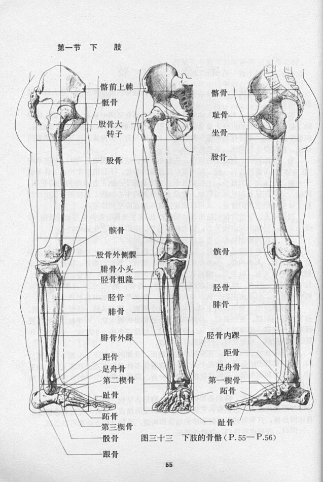 [转载]艺用人体结构运动学（第2部分）_...