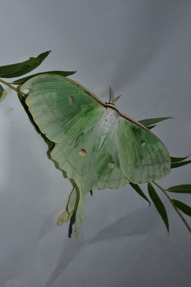 鳞翅目天蚕蛾科天蚕蛾