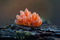 树干上生长的食用菌食材高清图片