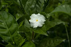 白木香或白凤仙花