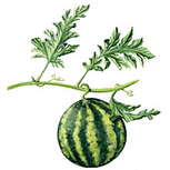 西瓜Citrullus lanatus