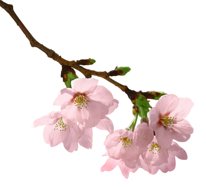 png红粉色樱花花朵免抠素材
灬小狮子灬...