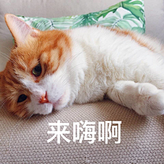 Alin先生采集到表情 搞笑