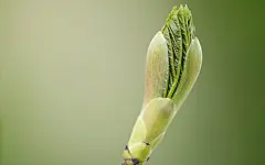 小清新绿色植物摄影高清桌面壁纸