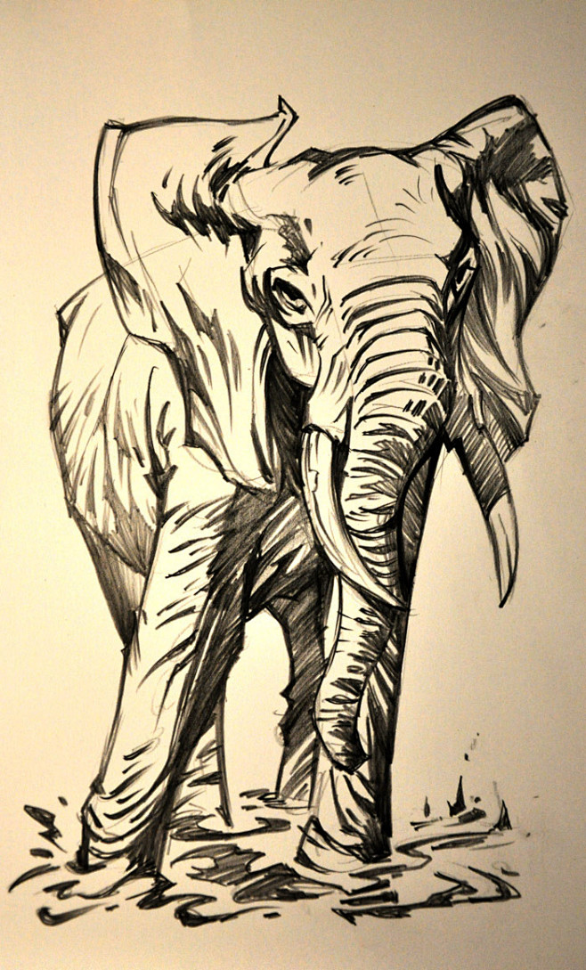 狮鸢SONNY   ELEPHANT