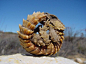 南非犰狳蜥（Armadillo girdled lizard）可能是地球上最接近西方神话中龙的动物。这种身披重型装甲的小型爬行动物在受到威胁时会把尾巴含在嘴里，将自己缩成一个坚不可摧的球，然后顺坡迅速滚下，逃之夭夭。这种奇怪的逃跑方式和另外一种奇怪的哺乳动物“犰狳”极为相似，所以由此得名。 ​​​​