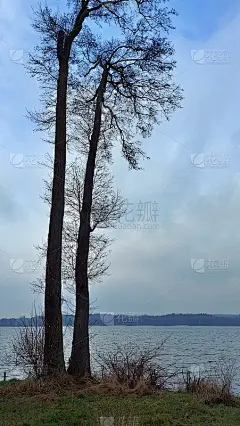 湖上有大树