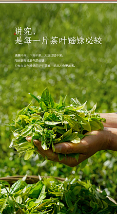 Flower/感官采集到茶饮