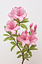绘画素材@：杜鹃花
