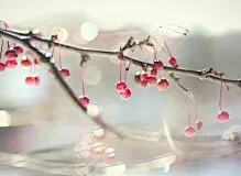 阳光正好壁纸 - 精品桌面壁纸分享平台 - 搜狗壁纸