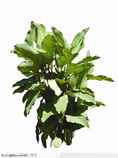 YJYDr3VX采集到花草素材