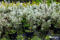 紫薇花花花采集到植物景观