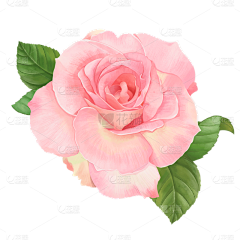 ★…h采集到花