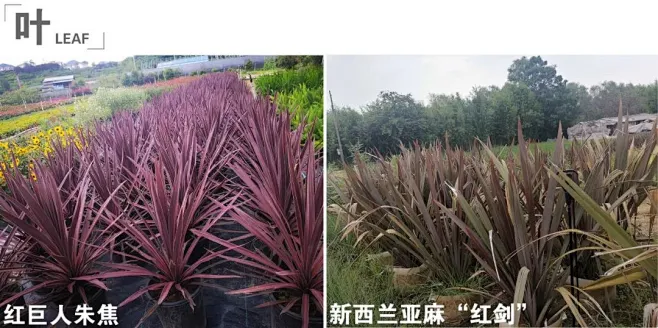 左：红巨人朱蕉 右：新西兰亚麻“红剑”-花瓣网