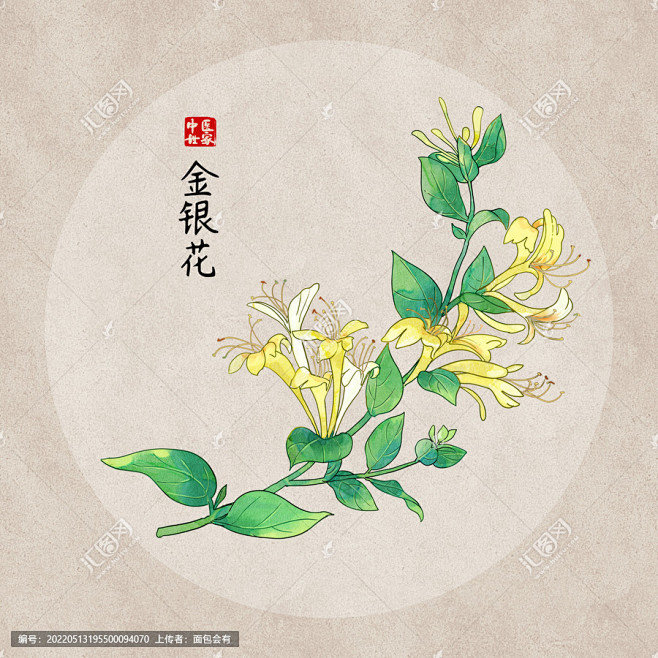 手绘金银花