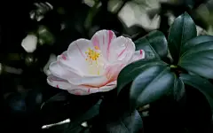 名花欣赏 山茶花壁纸 2560×1600  