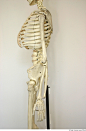 Skeleton_0181