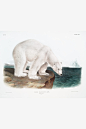 动物图鉴●北极熊