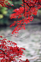 earthlycreations:

Fall Colors Rokko Mountain(六甲山の秋の色) | Photographer
