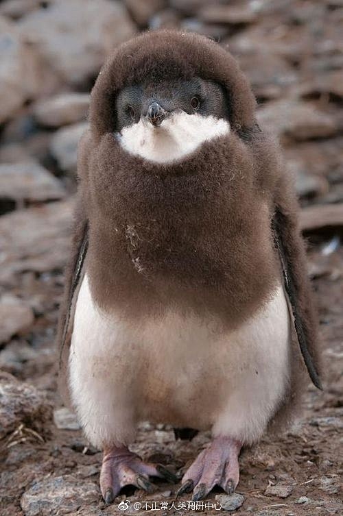 小企鹅成年以后毛还没有换完。