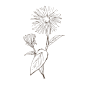 土木香_PNG线稿素描手绘植物花水仙菊化妆品包装海报平面AI矢量设计素材