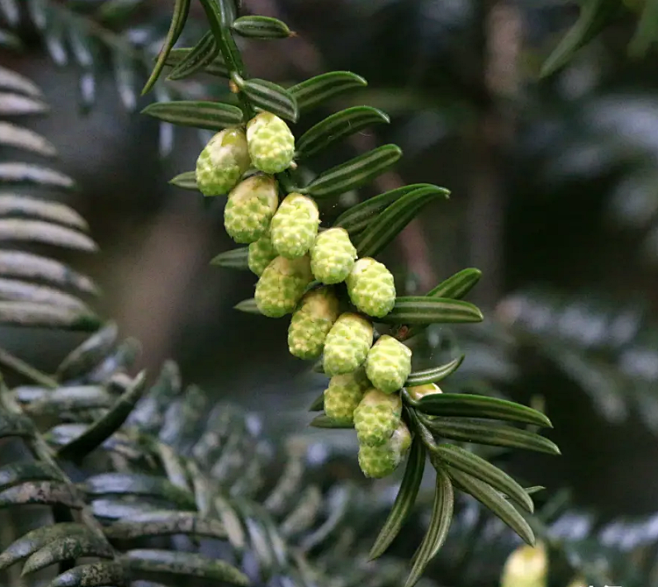 【榧树】雄球花—— 科属：红豆杉科，榧属。 学名：Torreya grandis Fort. ex Lindl.； 别名：圆榧、芝麻榧、了木榧 ...