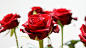 Red Rose Flowers HD Wallpaper