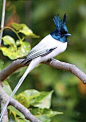 寿带鸟（Terpsiphone incei），拖着长长的尾羽，飞翔于林间。 ​​​​