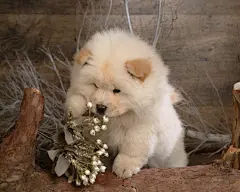 可爱的松狮犬狗狗壁纸桌面壁纸1