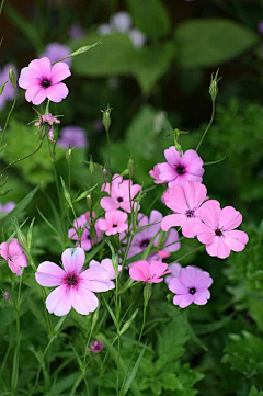 粉稻采集到花想容