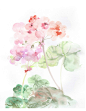 临摹水彩练习-森森野__涂鸦王国插画