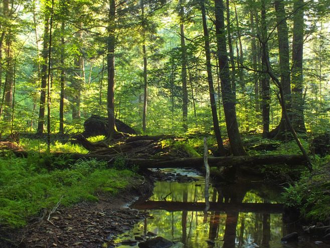 The Ancient Forest I...
