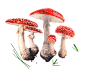Image may contain: fungus and mushroom