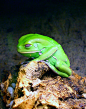 Waxy monkey tree frog