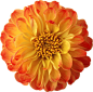 花168