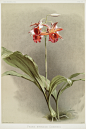 《兰花：兰花插图和描述》