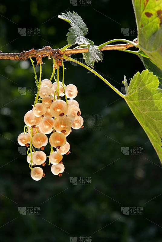 一簇白加仑子素材-花瓣网