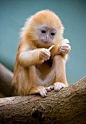 Baby Silver Langur: 