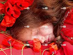 脸 罂粟花 红色的 美丽的花朵 红发 场地 花壁纸 花 自然
