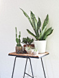 早～vintage plants styling ​​​​