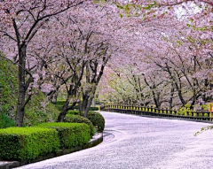星河在眼里·采集到樱花