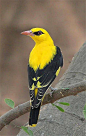 金黄鹂：鸟纲，国家三级保护动物