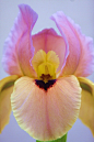 Gorgeous Multi colored Iris